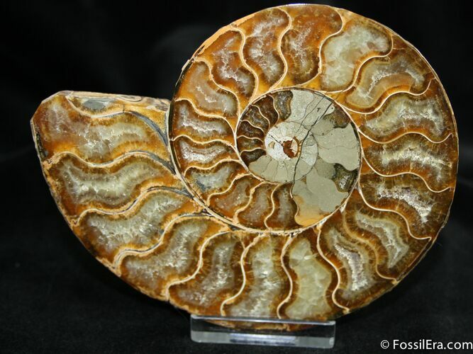 Inch Cleoniceras Ammonite (Half) #1450
